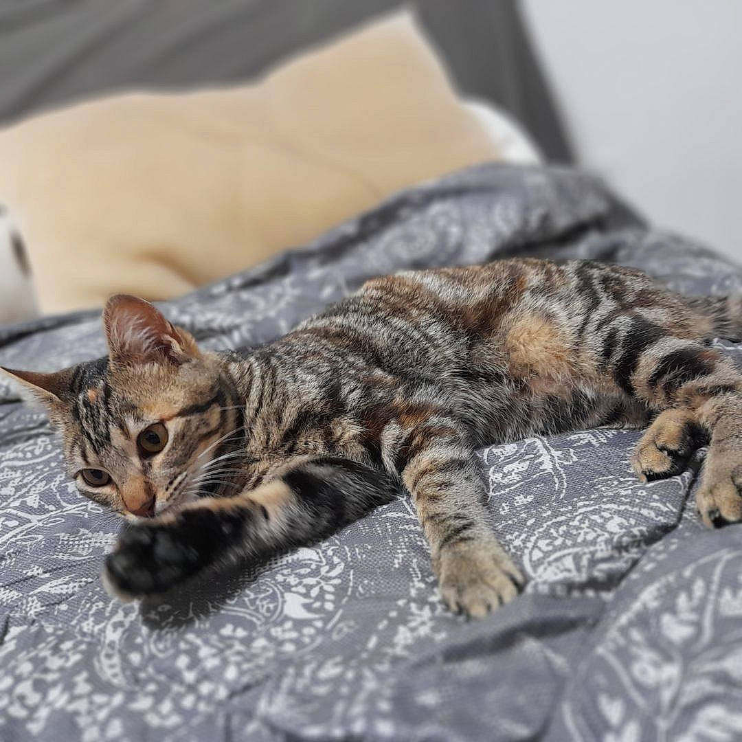 Tokyo a rejoint le concours — aidez-le/la à gagner de superbes lots ! carnivore, cat, claw, close_up, comfort, domestic_short_haired_cat, felidae, fur, paw, small_to_medium_sized_cats, snout, terrestrial_animal, vertebrate, whiskers, wildlife