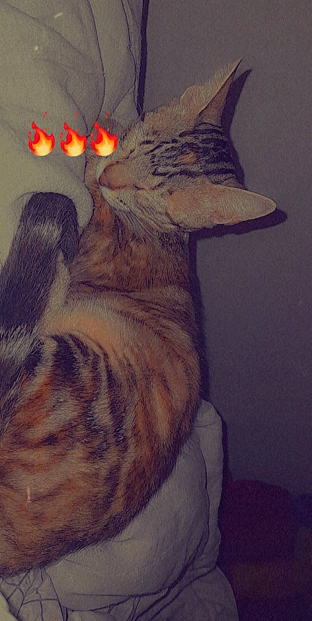 Tokyo a rejoint le concours — aidez-le/la à gagner de superbes lots ! art, carnivore, cat, claw, domestic_short_haired_cat, drawing, fawn, felidae, fur, head, lynx, painting, paw, small_to_medium_sized_cats, snout, tail, terrestrial_animal, visual_arts, whiskers, wildlife