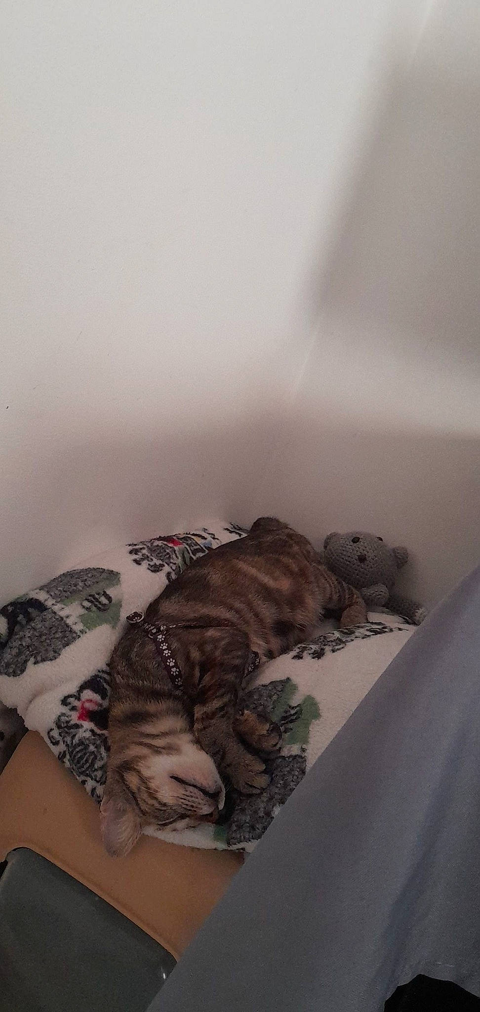 Tokyo participe au concours pour gagner de l'argent avec cette photo : bed, bed_sheet, bedding, bedroom, carnivore, comfort, dress, felidae, flooring, fur, grey, human_leg, knee, leg, linens, pattern, room, sleeve, thigh, wood