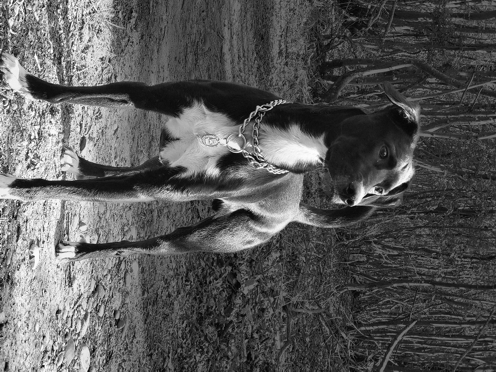 Ulisses a rejoint le concours — aidez-le/la à gagner de superbes lots ! black, black_and_white, carnivore, dog_breed, fawn, felidae, flash_photography, grass, grey, monochrome, plant, small_to_medium_sized_cats, snout, style, tail, tints_and_shades, tree, trunk, whiskers, wood