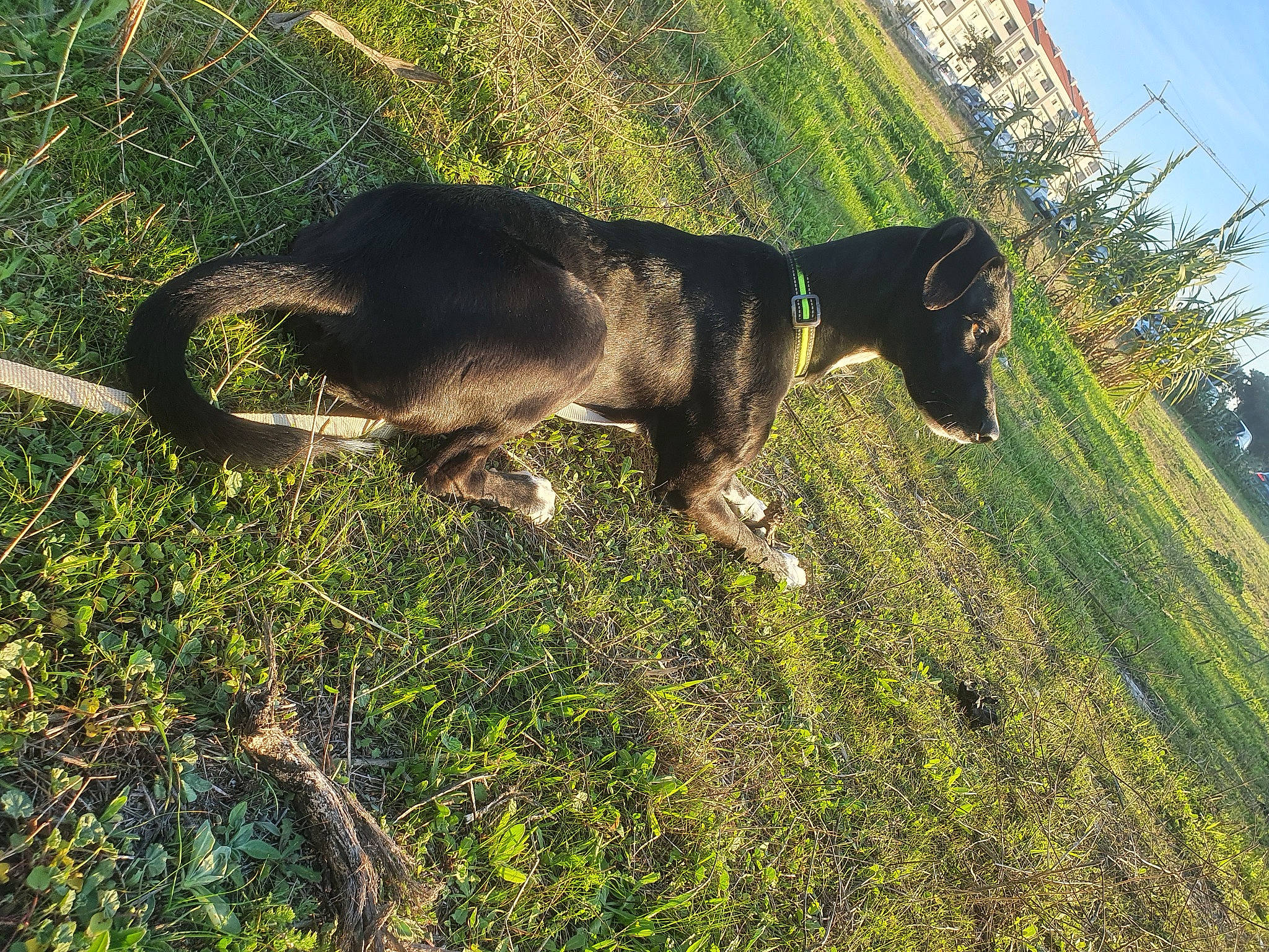 Ulisses participe au concours pour gagner de l'argent avec cette photo : canidae, carnivore, collar, dog, dog_breed, dog_collar, fawn, goats, grass, grassland, grazing, pasture, plant, sky, snout, sporting_group, tail, terrestrial_animal, tree, working_animal