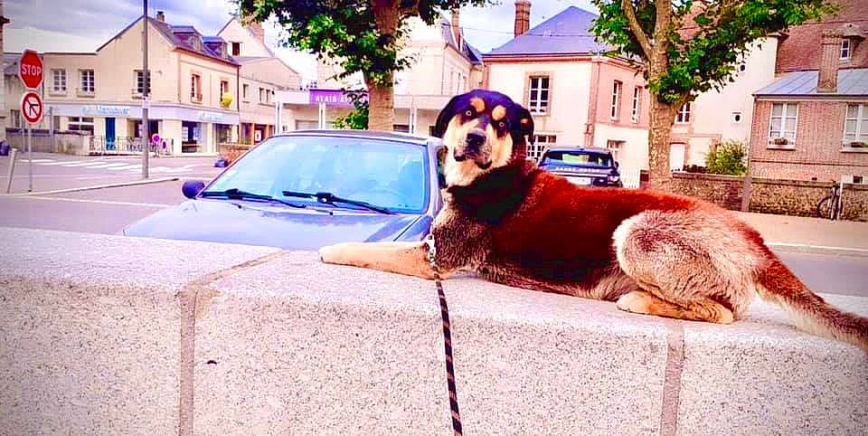 Basco participe au concours pour gagner de l'argent avec cette photo : art, automotive_design, automotive_exterior, automotive_lighting, building, car, carnivore, companion_dog, dog, dog_breed, door, fawn, hood, house, plant, sky, tree, vehicle, vehicle_door, window