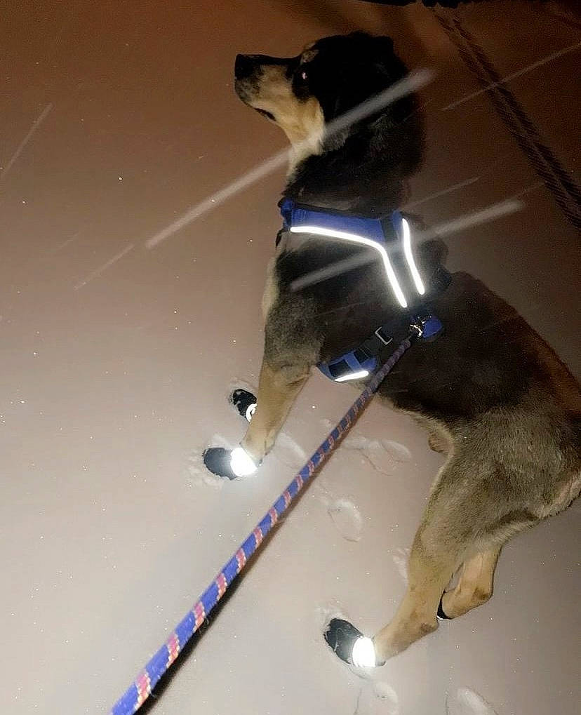 Basco participe au concours pour gagner de l'argent avec cette photo : art, canidae, carnivore, companion_dog, dog, dog_breed, electric_blue, fawn, felidae, flooring, fur, leash, paw, pet_supply, shadow, small_to_medium_sized_cats, snout, sporting_group, tail, whiskers