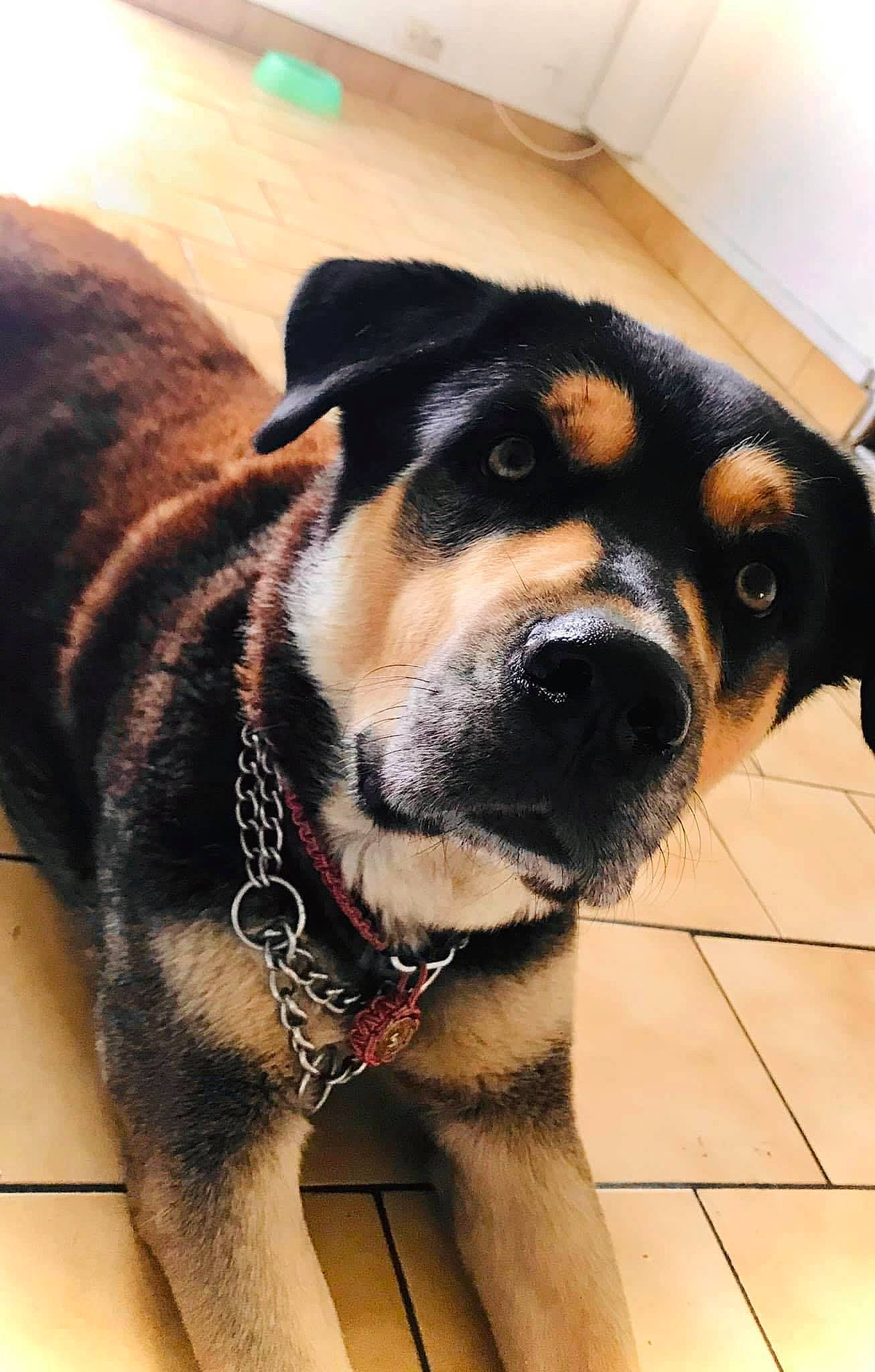 Basco a rejoint le concours — aidez-le/la à gagner de superbes lots ! ancient_dog_breeds, carnivore, collar, companion_dog, dog, dog_breed, dog_collar, fawn, foot, fur, guard_dog, paw, pet_supply, puppy, rottweiler, snout, whiskers, window, working_animal, working_dog