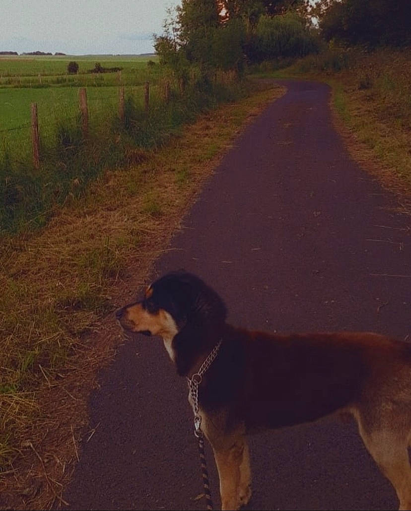 Basco a rejoint le concours — aidez-le/la à gagner de superbes lots ! airedale_terrier, asphalt, carnivore, collar, companion_dog, dog, dog_breed, fawn, grass, landscape, leash, plant, road, sky, snout, sporting_group, tail, tints_and_shades, tree, working_animal