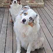 Talcu a rejoint le concours — aidez-le/la à gagner de superbes lots ! dog, dogs, australian_shepherd, deck, wooden_floor, stone_wall, outdoor, pet, animal, fur, blue_eyes, curious, sitting, two_animals, nature, greenery, fence, daylight, portrait, companions