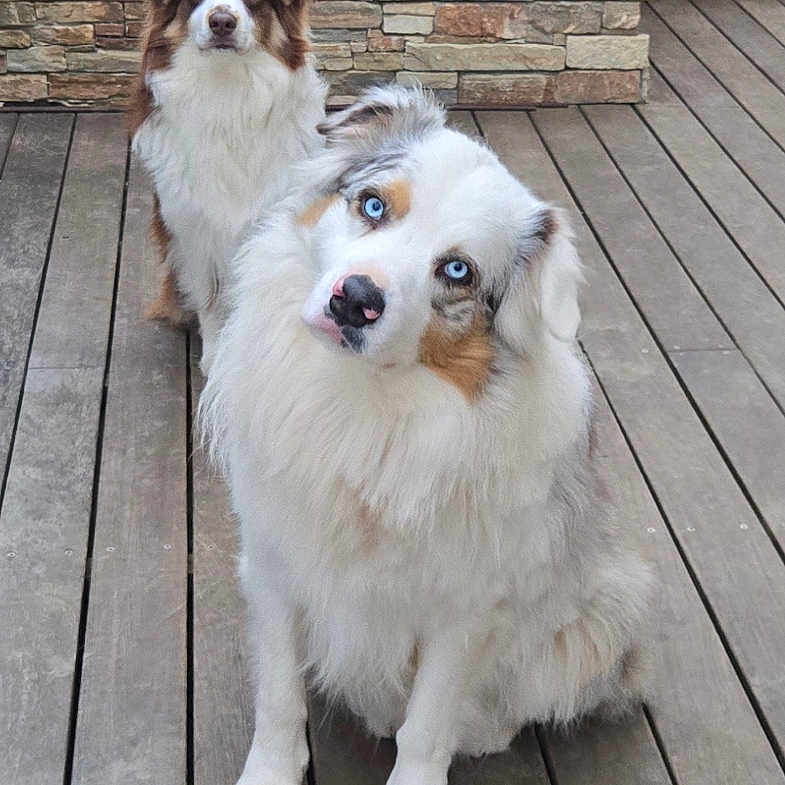 Talcu a rejoint le concours — aidez-le/la à gagner de superbes lots ! dog, dogs, australian_shepherd, deck, wooden_floor, stone_wall, outdoor, pet, animal, fur, blue_eyes, curious, sitting, two_animals, nature, greenery, fence, daylight, portrait, companions