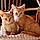 Nalla Et Simba