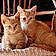 Nalla Et Simba