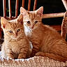 kittens, cats, ginger, orange, tabby, feline, animals, pets, cute, fluffy, fur, whiskers, ears, eyes, portrait, sitting, blanket, cozy, chair, indoor