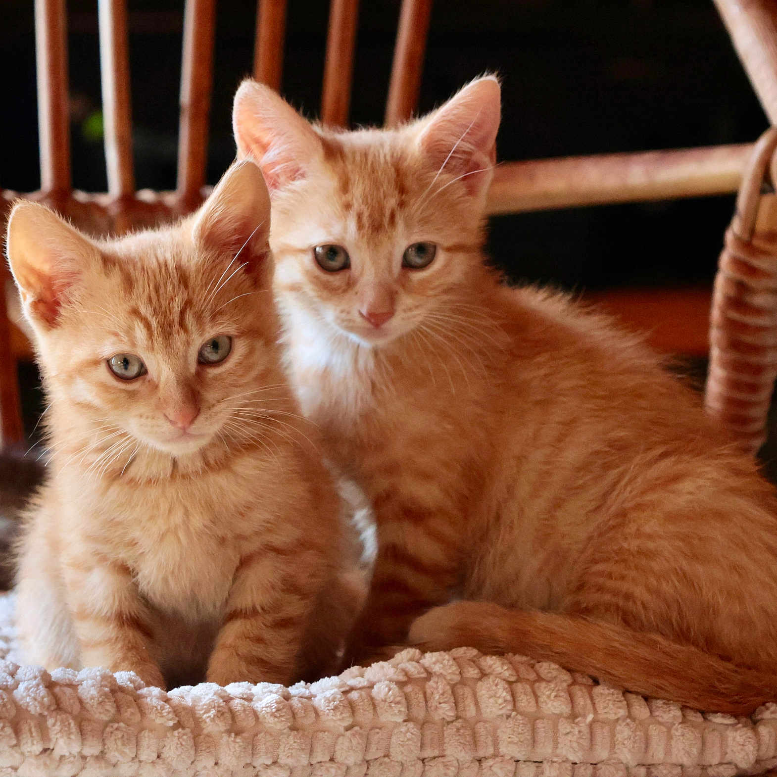 Nalla Et Simba participe au concours pour gagner de l'argent avec cette photo : kittens, cats, ginger, orange, tabby, feline, animals, pets, cute, fluffy, fur, whiskers, ears, eyes, portrait, sitting, blanket, cozy, chair, indoor