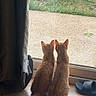 Nalla Et Simba a rejoint le concours — aidez-le/la à gagner de superbes lots ! cat, cats, ginger_cat, orange, feline, animals, sitting, window, indoors, outdoors, yard, grass, tile_floor, curtain, sandal, tail, ears, back_view, pair, natural_light