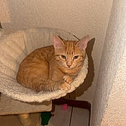 Nalla Et Simba participe au concours pour gagner de l'argent avec cette photo :
