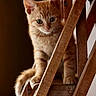 Nalla Et Simba a rejoint le concours — aidez-le/la à gagner de superbes lots ! cat, kitten, ginger_cat, orange_tabby, feline, pet, animal, whiskers, ears, eyes, paws, tail, sitting, climbing, ladder, wooden_ladder, indoors, home, portrait, curious