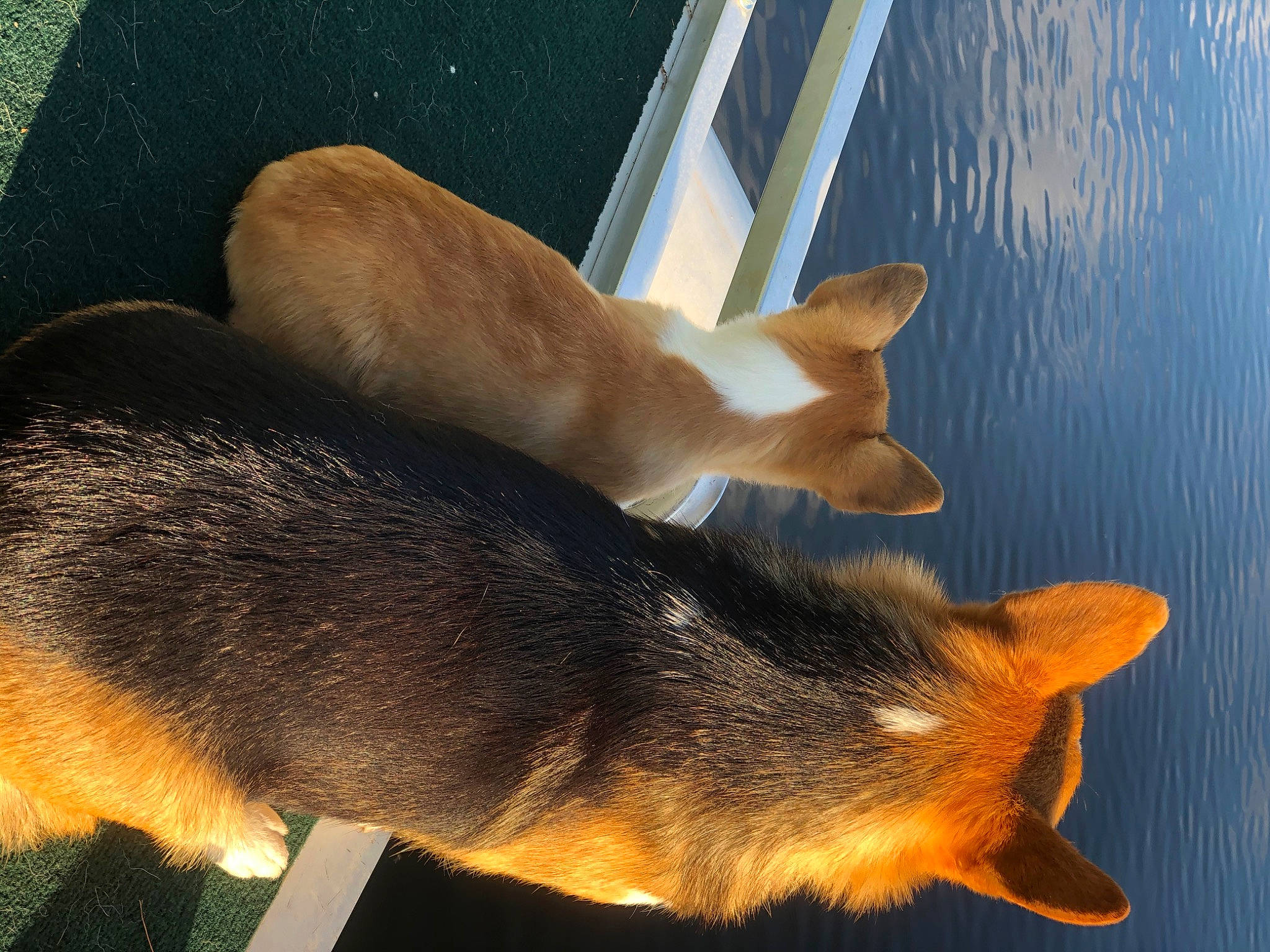 Drama And Bubba is registered to the contest to win money with this photo: canidae, canis, cardigan_welsh_corgi, carnivore, dog, dog_breed, fawn, mammal, pembroke_welsh_corgi, red_fox, snout, tail, vertebrate, welsh_corgi
