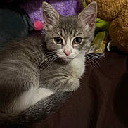 Gordis is registered to the contest to win money with this photo: animal, blanket, cat, curious, cute, domestic, ears, eyes, feline, fur, gray, indoor, kitten, pet, plush_toy, resting, small, whiskers, white, young