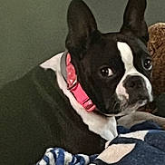 Samara joined the competition — help win amazing prizes! dog, boston_terrier, pet, collar, black_and_white, blanket, indoor, animal, cute, canine, fur, ears, face, looking, resting, domestic_animal, companion, portrait, snout, relaxed