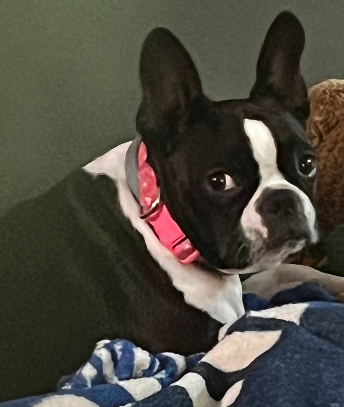 Samara joined the competition — help win amazing prizes! dog, boston_terrier, pet, collar, black_and_white, blanket, indoor, animal, cute, canine, fur, ears, face, looking, resting, domestic_animal, companion, portrait, snout, relaxed