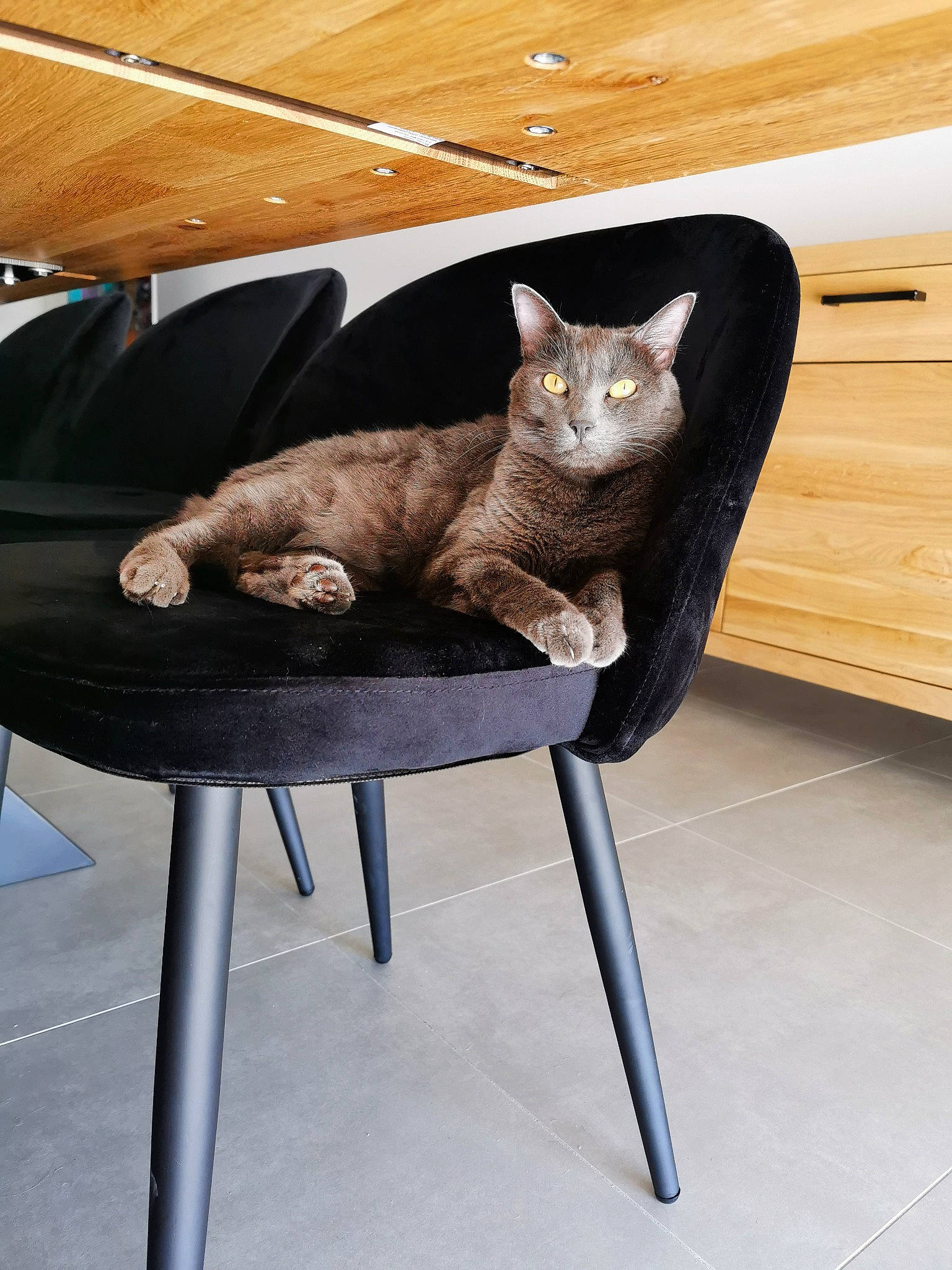 Juny participe au concours pour gagner de l'argent avec cette photo : carnivore, cat, cat_supply, chair, comfort, domestic_short_haired_cat, fawn, felidae, fur, furniture, mammal, metal, room, sculpture, sitting, small_to_medium_sized_cats, tail, terrestrial_animal, whiskers, wood