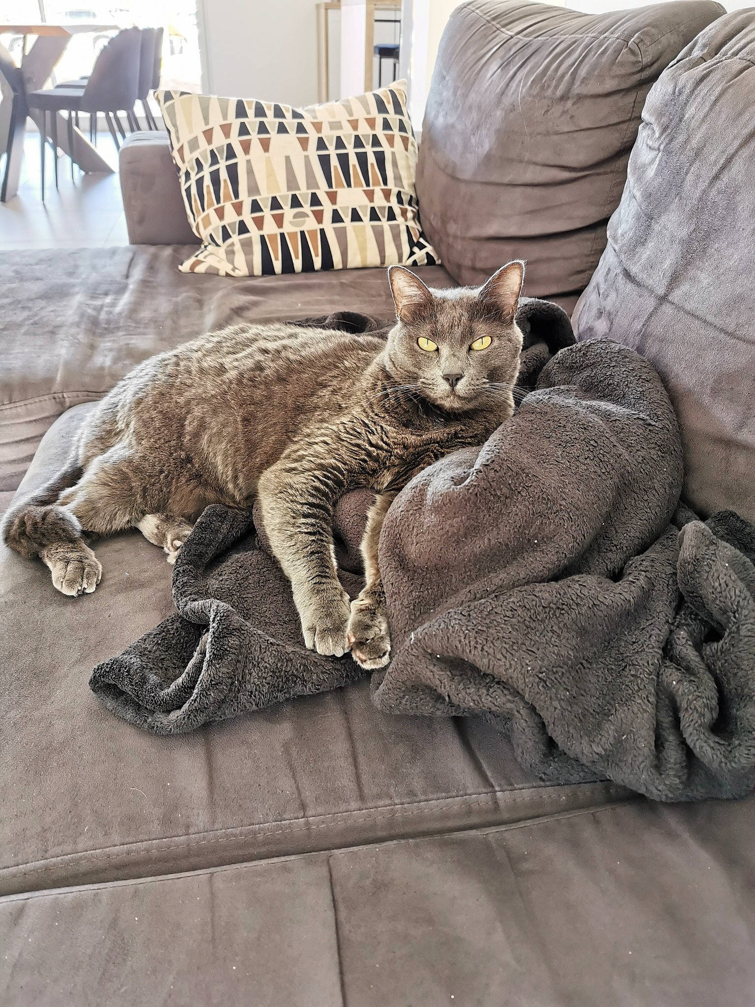 Juny participe au concours pour gagner de l'argent avec cette photo : carnivore, cat, chair, claw, comfort, domestic_short_haired_cat, fawn, felidae, flooring, fur, furniture, grey, paw, sitting, small_to_medium_sized_cats, table, tail, terrestrial_animal, whiskers, wood