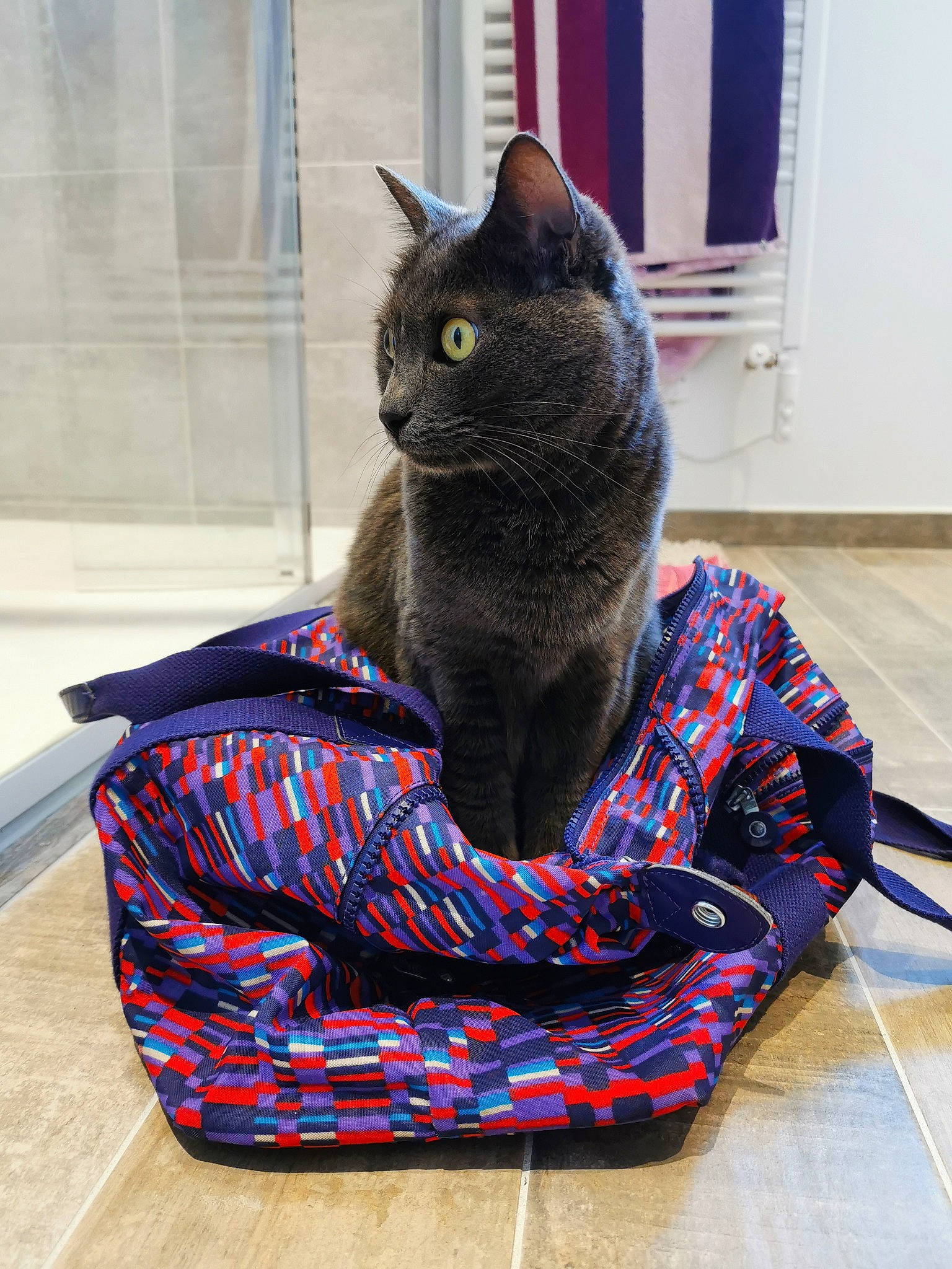 Juny a rejoint le concours — aidez-le/la à gagner de superbes lots ! black_cat, bombay, carnivore, cat, comfort, domestic_short_haired_cat, door, electric_blue, felidae, flooring, fur, grey, pattern, russian_blue, sitting, small_to_medium_sized_cats, snout, tail, whiskers, window