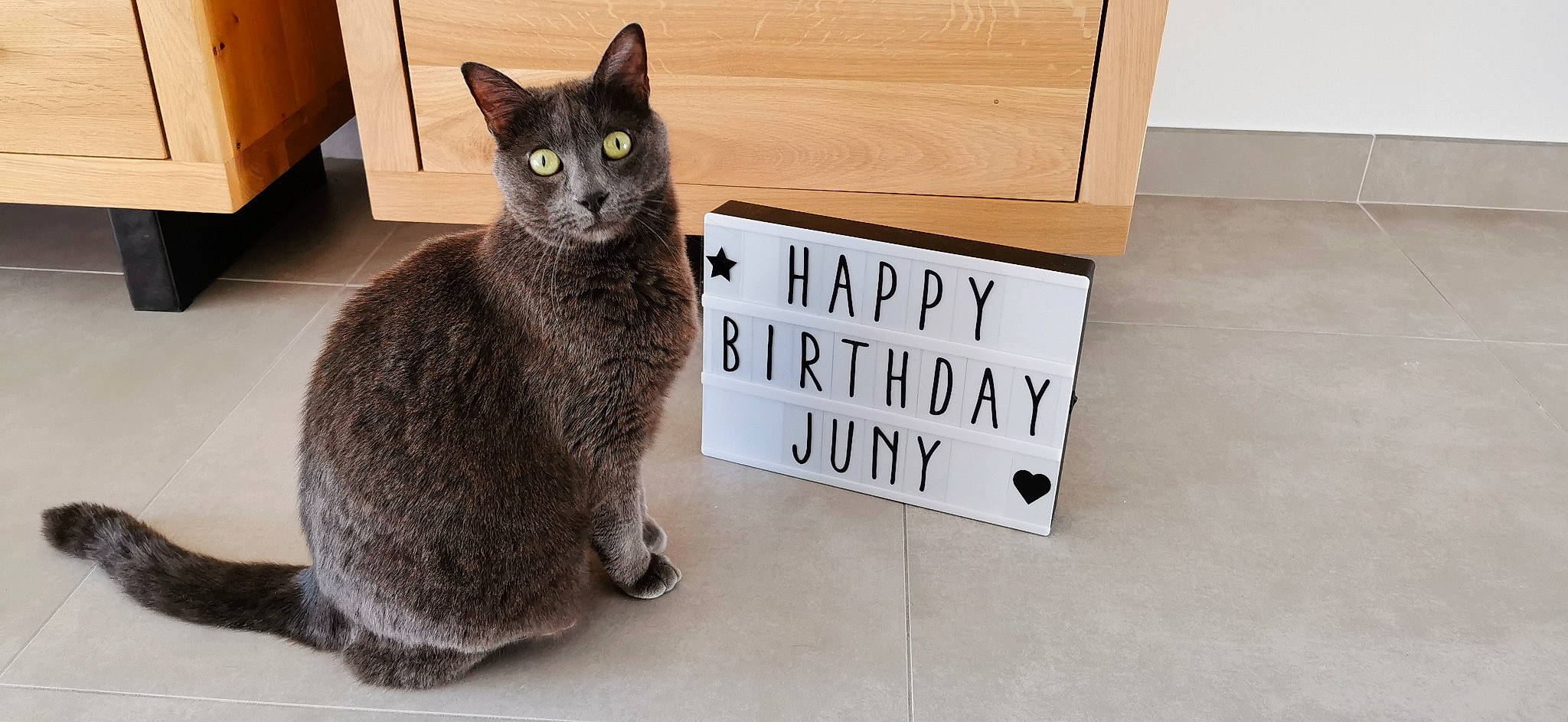 Juny participe au concours pour gagner de l'argent avec cette photo : black_cat, box, cardboard, carnivore, carton, cat, cat_supply, domestic_short_haired_cat, felidae, font, fur, grey, packaging_and_labeling, rectangle, shipping_box, small_to_medium_sized_cats, snout, tail, terrestrial_animal, whiskers