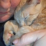 Marcus is registered to the contest to win money with this photo: cat, kitten, sleeping, sleepy, animal, pet, feline, fur, orange_cat, cream_colored, ears, paws, whiskers, close_up, cuddling, human_hand, indoors, cozy, adorable, portrait