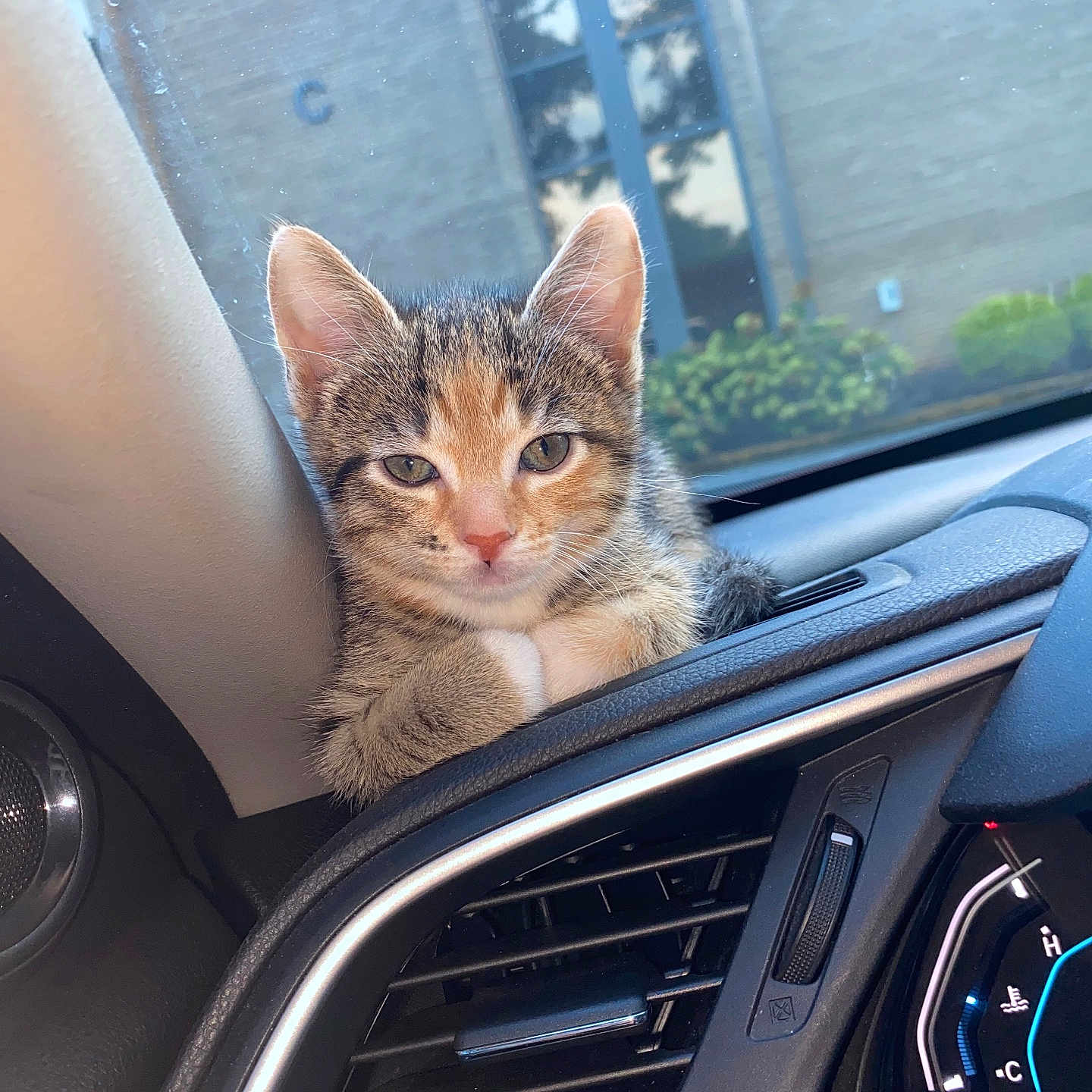 Kiwi is registered to the contest to win money with this photo: abyssinian, alloywheel, animal, blanket, car, car_exterior, car_interior, carmirror, carseat, carwheel, cat, cushion, headrest, homedecor, kitten, manx, pet, suv, transportation, vehicle