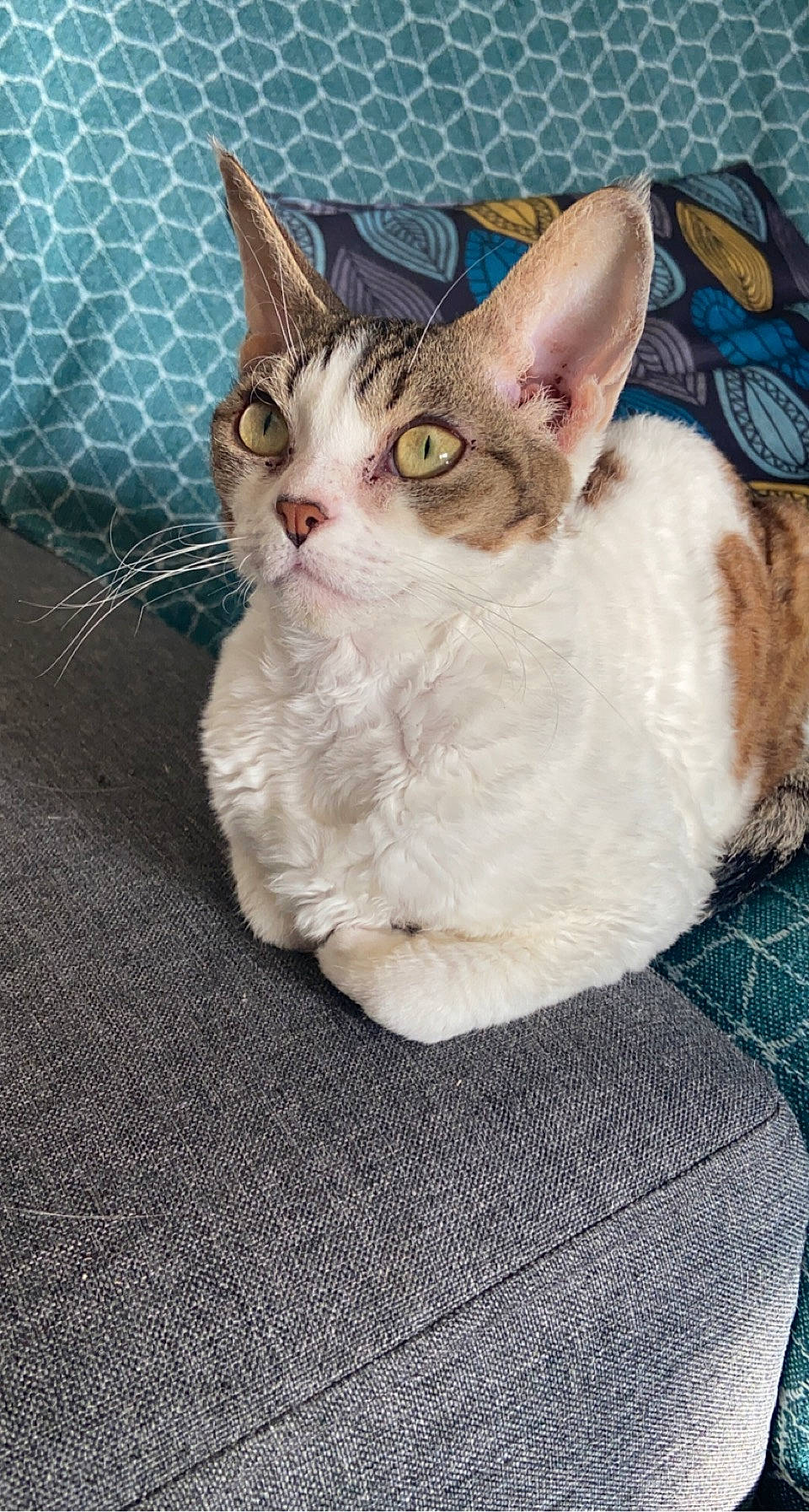 Caveira a rejoint le concours — aidez-le/la à gagner de superbes lots ! art, carnivore, cat, claw, domestic_short_haired_cat, eye, fawn, felidae, fur, mesh, pattern, paw, photo_caption, small_to_medium_sized_cats, snout, tail, whiskers, window, woolen, woven_fabric