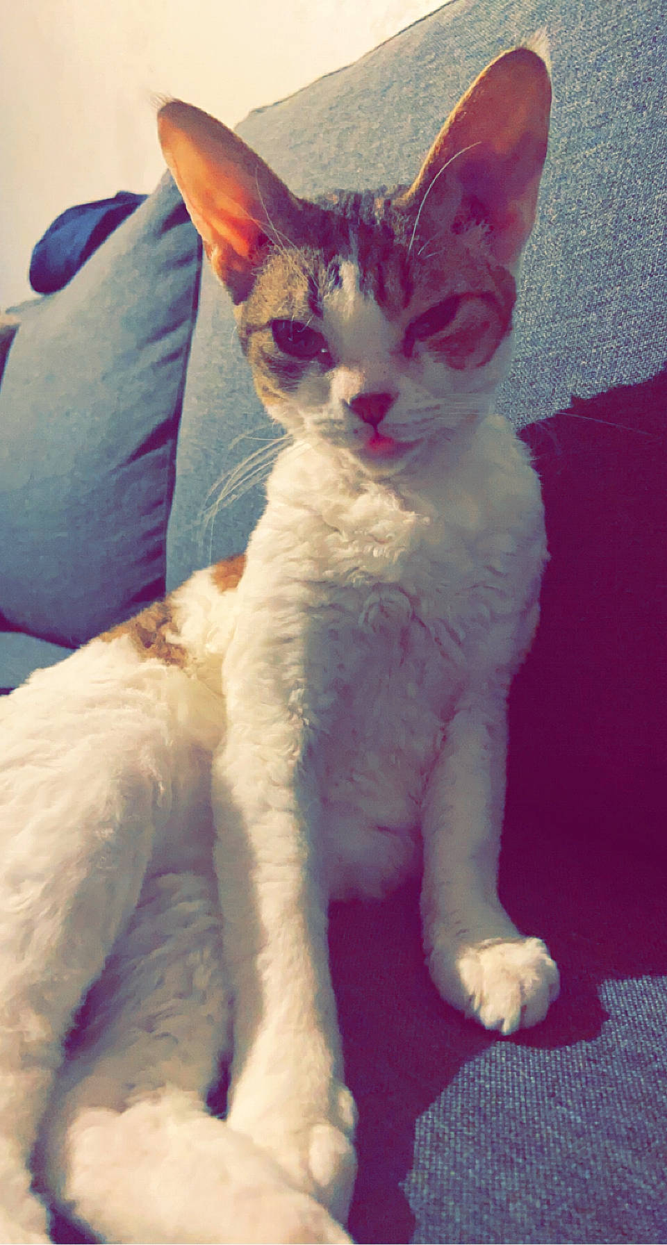 Caveira participe au concours pour gagner de l'argent avec cette photo : carnivore, cat, claw, comfort, domestic_short_haired_cat, fawn, felidae, fur, paw, small_to_medium_sized_cats, snout, tail, whiskers