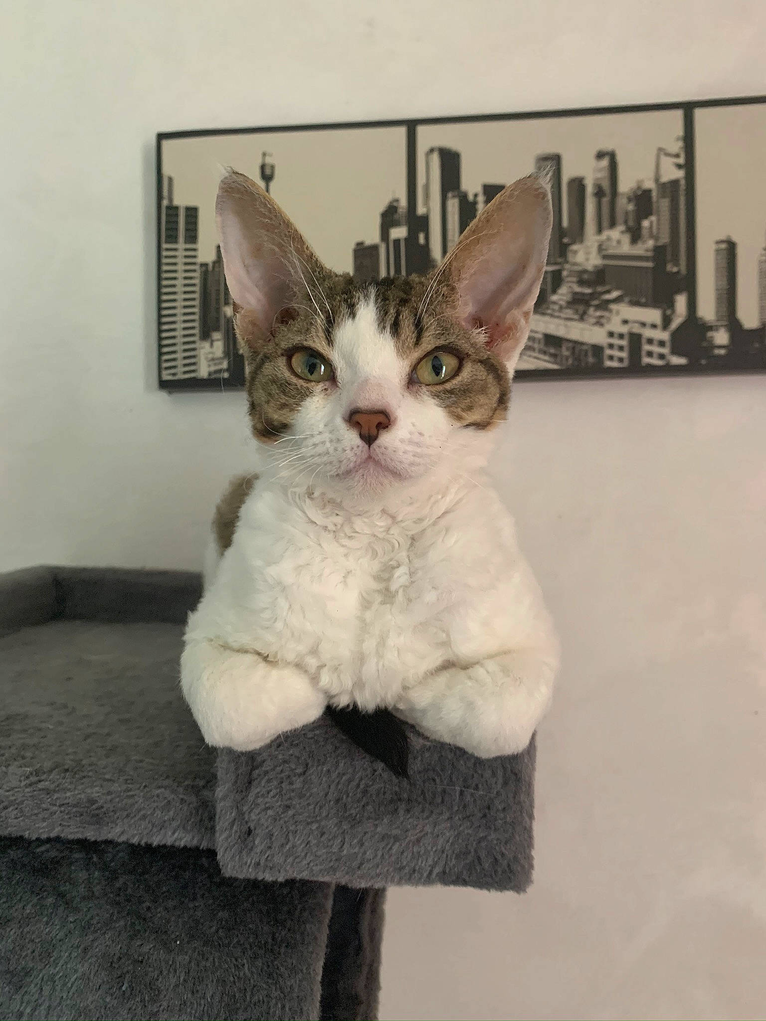 Caveira a rejoint le concours — aidez-le/la à gagner de superbes lots ! art, carnivore, cat, couch, devon_rex, domestic_short_haired_cat, ear, eye, fawn, felidae, fur, moustache, paw, photo_caption, picture_frame, room, small_to_medium_sized_cats, snout, tail, whiskers