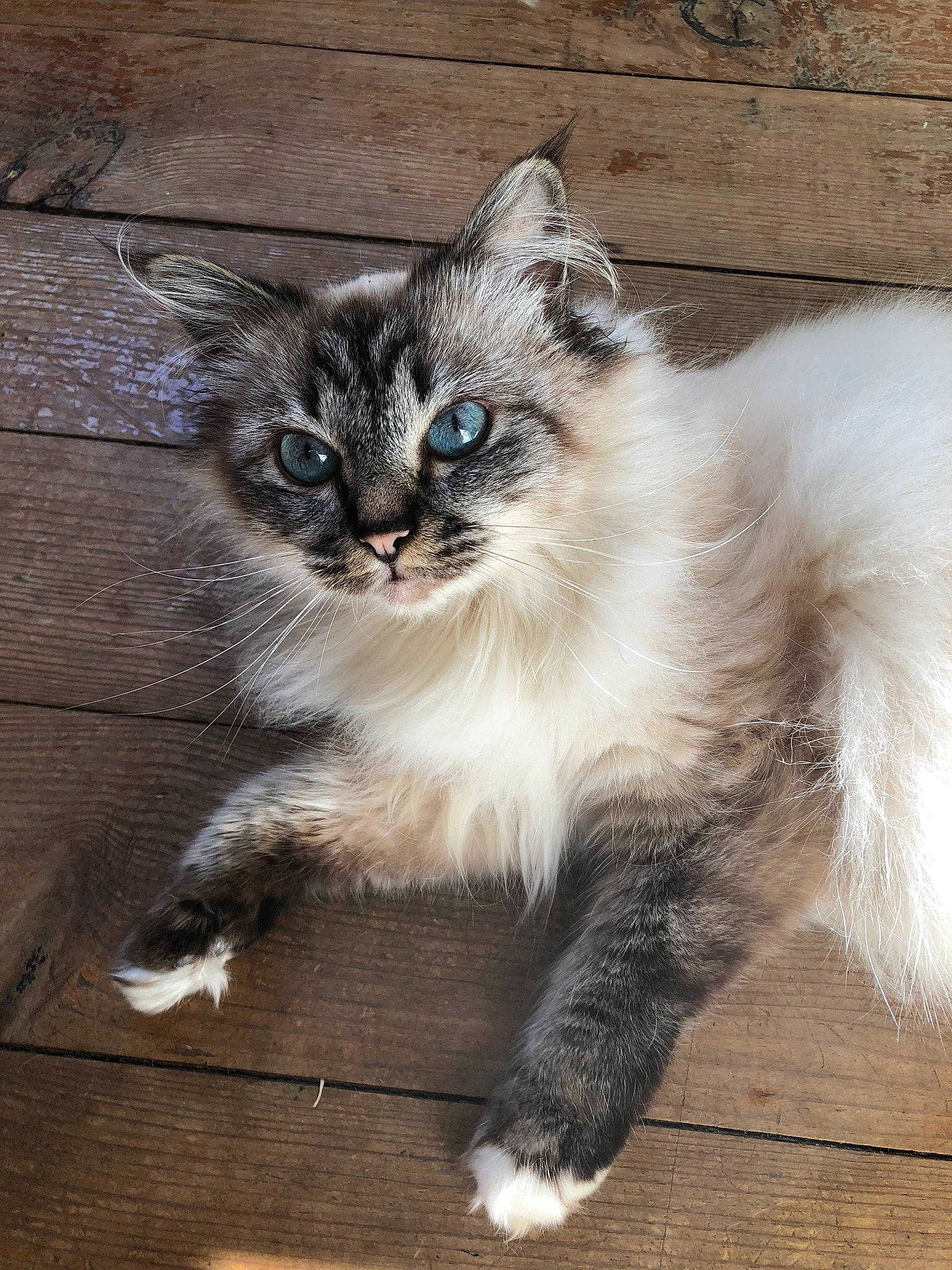 Moon a rejoint le concours — aidez-le/la à gagner de superbes lots ! carnivore, cat, claw, domestic_short_haired_cat, eye, fawn, felidae, flooring, fur, grey, hardwood, iris, paw, small_to_medium_sized_cats, snout, tail, terrestrial_animal, whiskers, window, wood