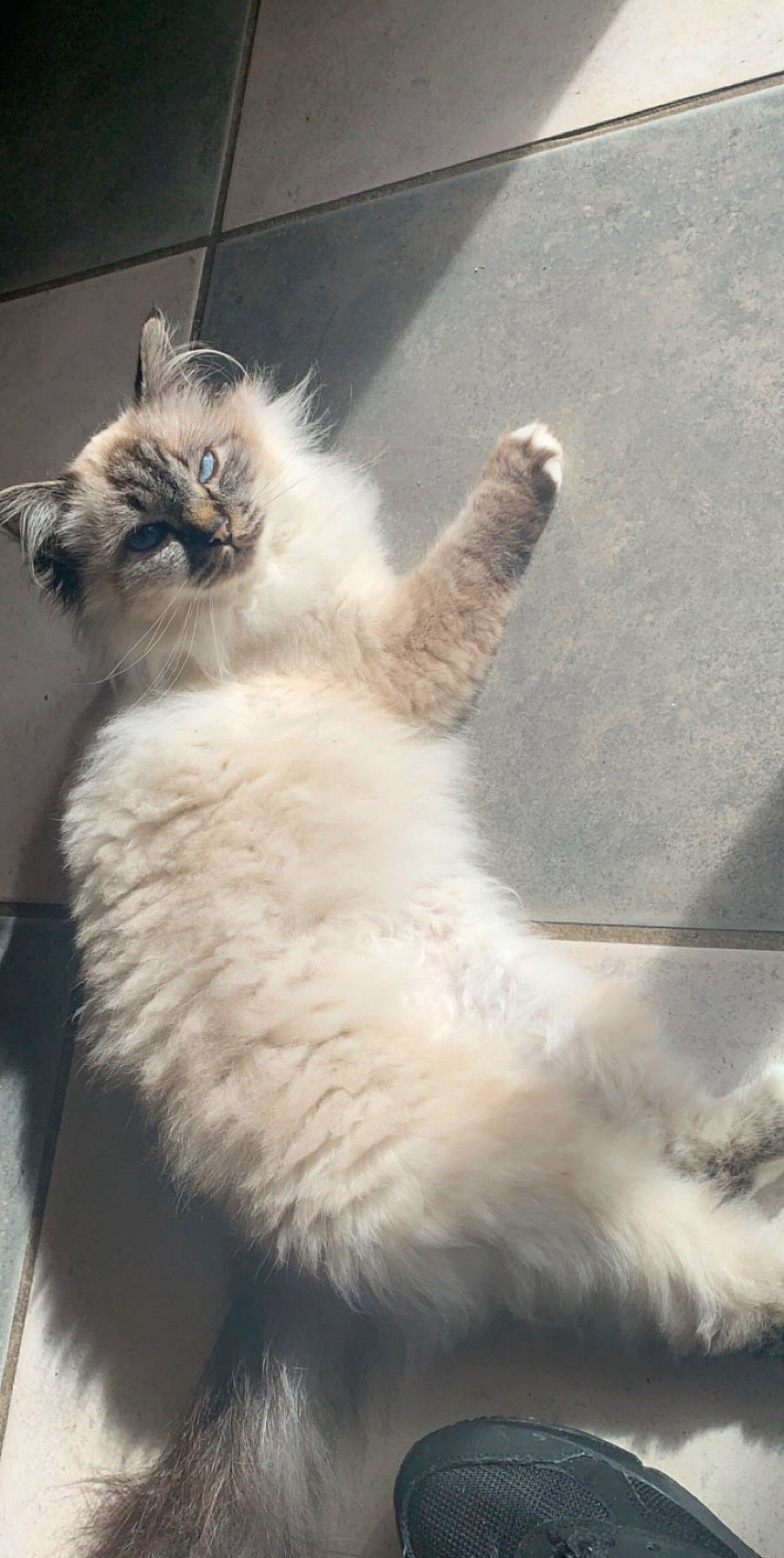 Moon participe au concours pour gagner de l'argent avec cette photo : british_longhair, canidae, carnivore, cat, claw, eye, fawn, felidae, fur, paw, persian, ragdoll, selkirk_rex, small_to_medium_sized_cats, snout, tail, terrestrial_animal, whiskers, window