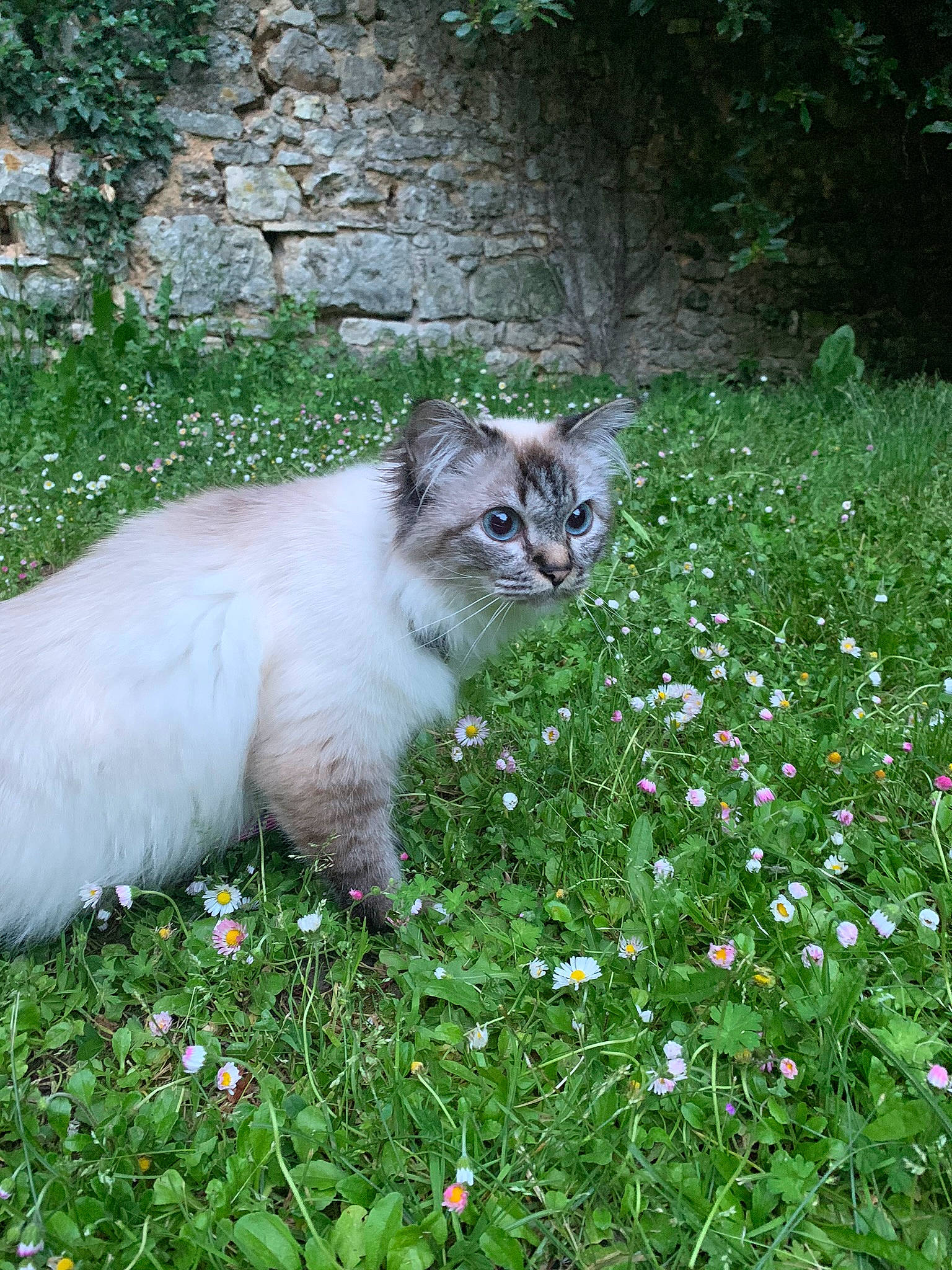 Moon a rejoint le concours — aidez-le/la à gagner de superbes lots ! annual_plant, carnivore, cat, domestic_short_haired_cat, fawn, felidae, flower, flowering_plant, grass, groundcover, herbaceous_plant, lawn, petal, plant, shrub, small_to_medium_sized_cats, snout, tail, terrestrial_animal, whiskers