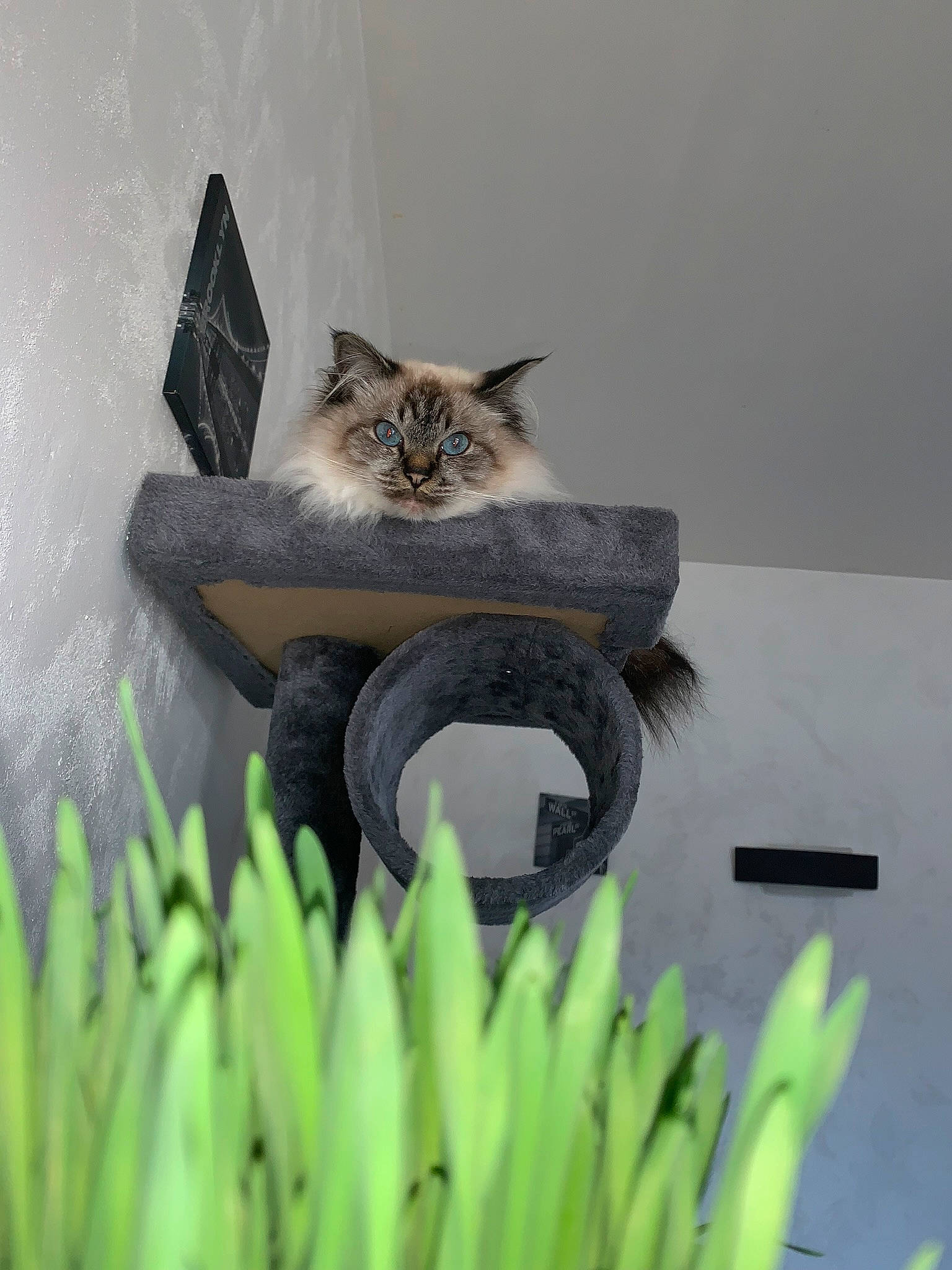 Moon a rejoint le concours — aidez-le/la à gagner de superbes lots ! animal_feed, carnivore, cat, cat_supply, domestic_short_haired_cat, fawn, felidae, fur, grass, grey, herb, houseplant, perennial_plant, pet_supply, plant, small_to_medium_sized_cats, tail, terrestrial_plant, whiskers, wood