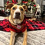 dog, plaid_hoodie, carpet, christmas_tree, holiday_decorations, ornaments, santa_figure, indoor, pet, canine, festive, red, brown, white, fur, collar, tag, relaxed, home, celebration
