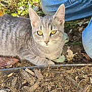 Grey Grey is registered to the contest to win money with this photo: animal, cat, closeup, curious, daylight, fur, garden, gray_tabby, ground, jeans, leaves, lying_down, nature, outdoor, person, pet, soil, sunlight, whiskers, yellow_eyes