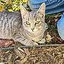 animal, cat, closeup, curious, daylight, fur, garden, gray_tabby, ground, jeans, leaves, lying_down, nature, outdoor, person, pet, soil, sunlight, whiskers, yellow_eyes