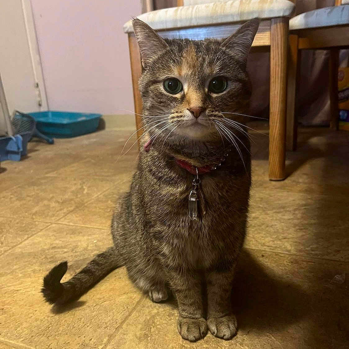 Penny joined the competition — help win amazing prizes! abyssinian, animal, architecture, cat, chair, diningtable, door, egyptiancat, furniture, hardwood, indoors, interiordesign, kitten, manx, pet, plywood, slate, stainedwood, table, wood