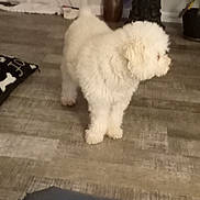 Cici is registered to the contest to win money with this photo: animal, companion, curious, cute, dog, domestic_animal, flooring, fluffy, furniture, home, indoor, living_room, pet, pillow, plant, standing, vase, white_dog, wooden_floor