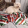 dog, white_dog, fluffy, curly_fur, plaid_chair, wrapped_presents, gift_wrap, red, green, white, silver, blanket, indoor, furniture, relaxed, pet, holiday, cozy, animal, living_room