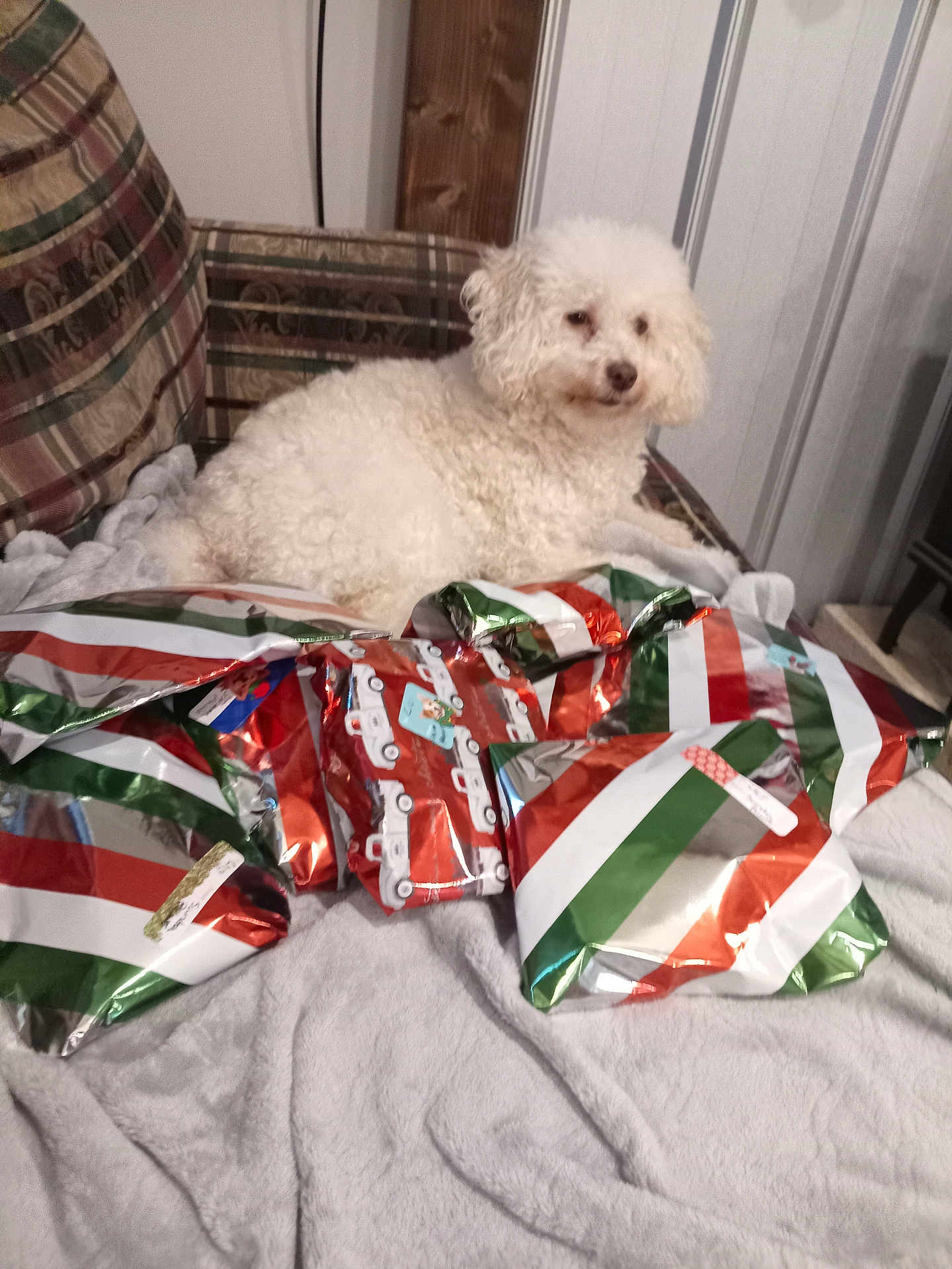 Cici is registered to the contest to win money with this photo: dog, white_dog, fluffy, curly_fur, plaid_chair, wrapped_presents, gift_wrap, red, green, white, silver, blanket, indoor, furniture, relaxed, pet, holiday, cozy, animal, living_room