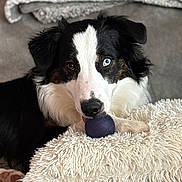 Luka is registered to the contest to win money with this photo: dog, border_collie, heterochromia, blue_eye, brown_eye, purple_ball, pillow, fluffy, indoor, pet, animal, cute, playful, lying_down, fur, canine, closeup, soft_texture, cozy, resting