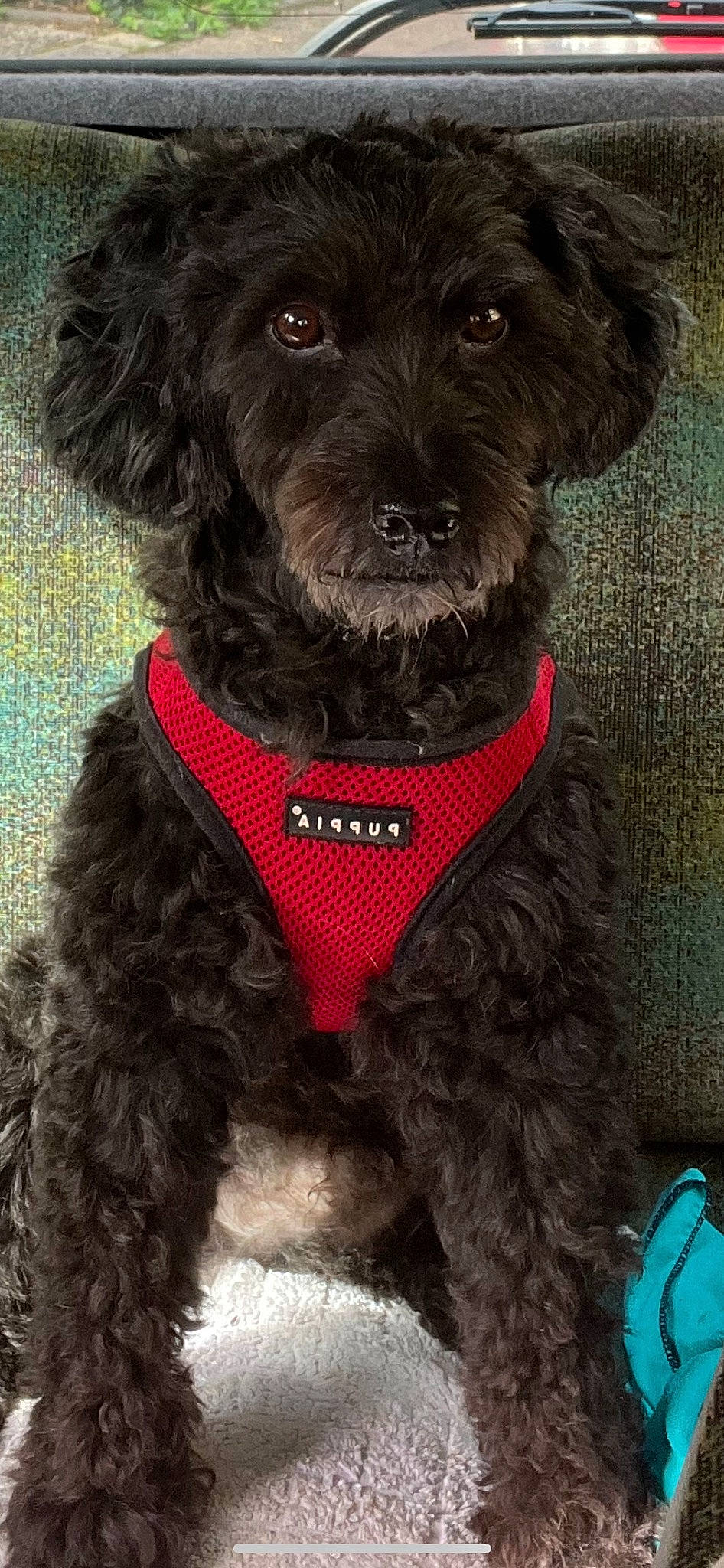 Marley a rejoint le concours — aidez-le/la à gagner de superbes lots ! blue, carnivore, collar, companion_dog, dog, dog_breed, dog_collar, dog_supply, firefighter, fur, green, liver, pet_supply, small_terrier, snout, sporting_group, terrier, toy_dog, water_dog, working_animal