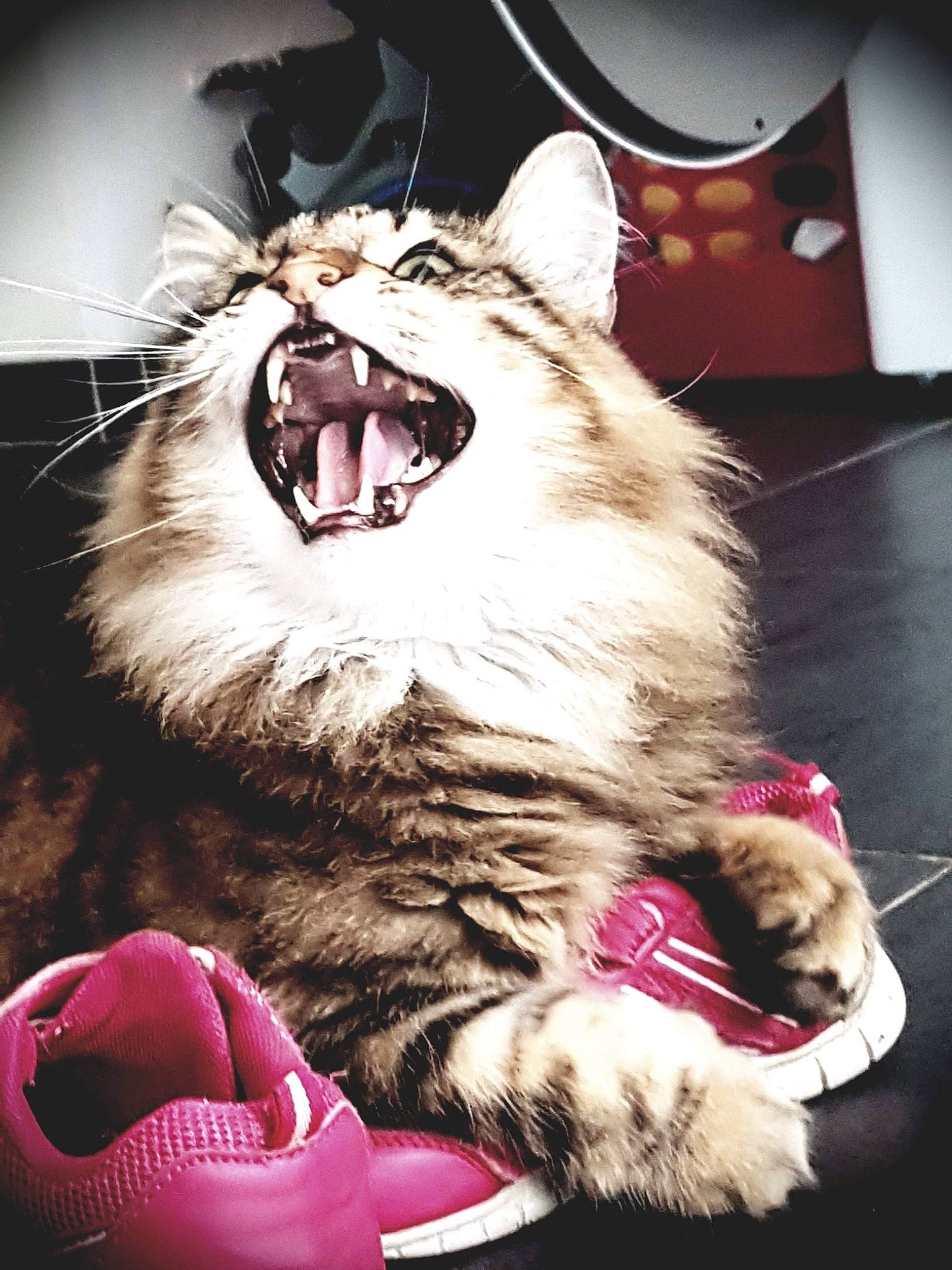 Misty a rejoint le concours — aidez-le/la à gagner de superbes lots ! carnivore, cat, event, fang, felidae, flash_photography, foot, fur, jaw, magenta, organism, pink, roar, small_to_medium_sized_cats, snout, terrestrial_animal, tooth, whiskers, window, yawn