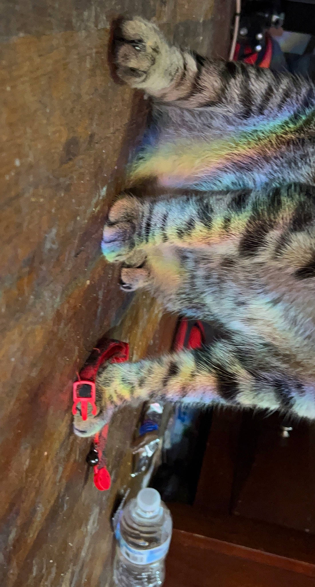 Sergio is registered to the contest to win money with this photo: big_cats, carnivore, cat, claw, domestic_short_haired_cat, felidae, fur, organism, pattern, paw, rope, small_to_medium_sized_cats, soil, tail, terrestrial_animal, tree, vertebrate, whiskers, wildlife, wood