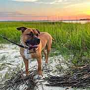 Maverick is registered to the contest to win money with this photo: dog, leash, sand, sticks, grass, sunset, water, outdoor, animal, pet, nature, sky, landscape, collar, greenery, sun, field, canine, evening, scenic