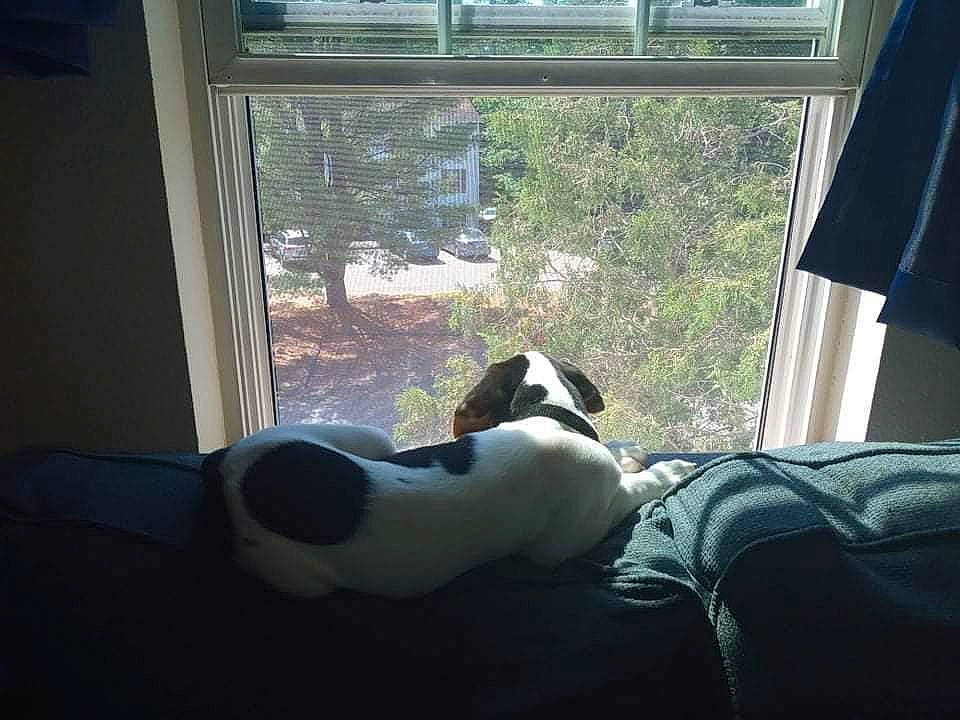 Copper joined the competition — help win amazing prizes! canidae, carnivore, comfort, companion_dog, dog, dog_breed, door, fawn, flooring, foot, human_leg, plant, room, shade, snout, tail, tints_and_shades, toy, tree, window