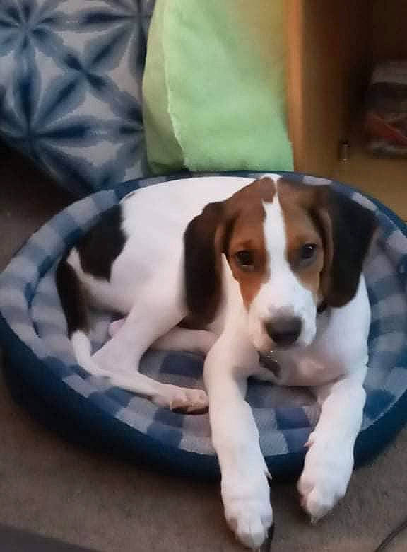 Copper joined the competition — help win amazing prizes! bored, canidae, carnivore, comfort, companion_dog, dog, dog_breed, fawn, hardwood, hound, hunting_dog, liver, paw, pet_supply, scent_hound, snout, sporting_group, toy, working_animal