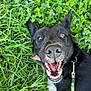 animal, bodypart, canine, dog, grass, green, herbal, herbs, husky, labradorretriever, lawn, mouth, nature, outdoors, person, pet, plant, puppy, teeth, vegetation